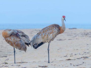 站在海滩沙地上的野生飞禽图片