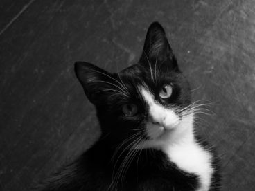 黑色猫咪呆萌图片