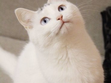 猫咪表情包