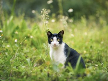 荒野迷路的小猫咪图片