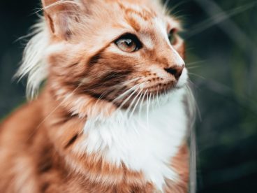 长毛缅因猫图片