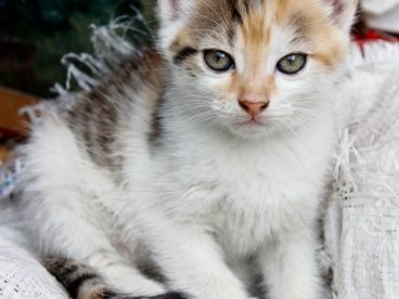 可爱小猫咪图片