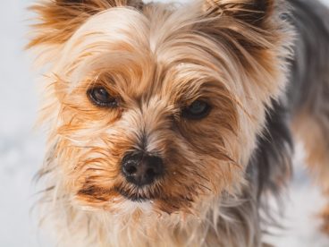 约克夏犬宠物狗图片