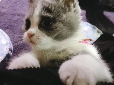 现在的猫呀，比人都穿的好。