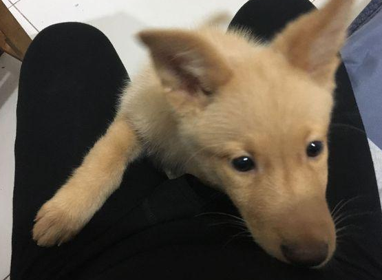 公交站一只流浪犬追随女生到了车，把它抱下车时的那一刻好舍不得