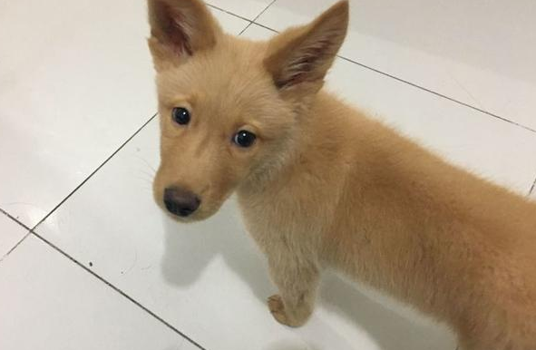 公交站一只流浪犬追随女生到了车，把它抱下车时的那一刻好舍不得
