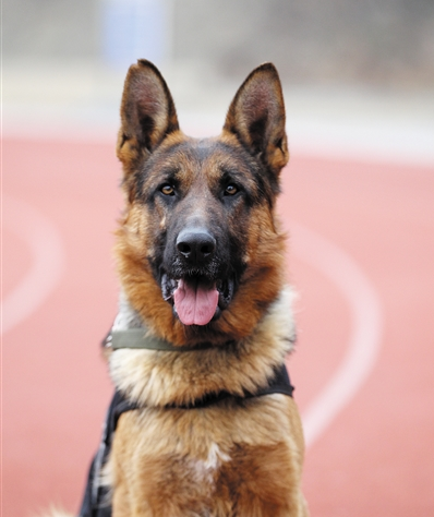 忠实的警犬：黑豹和笨笨