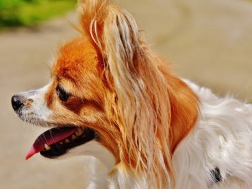 蝴蝶犬狗图片