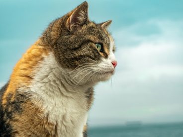 可爱猫星人壁纸图片