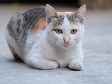 匍匐姿势的小猫图片