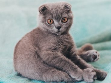 可爱灰色折耳猫图片