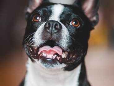 波士顿梗犬伸舌头卖萌图片