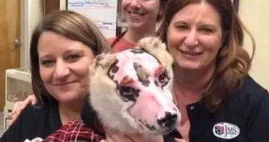 柴犬遭受火灾事故出现意外,遍体鳞伤,今长出了一張戏曲痛苦面具脸!