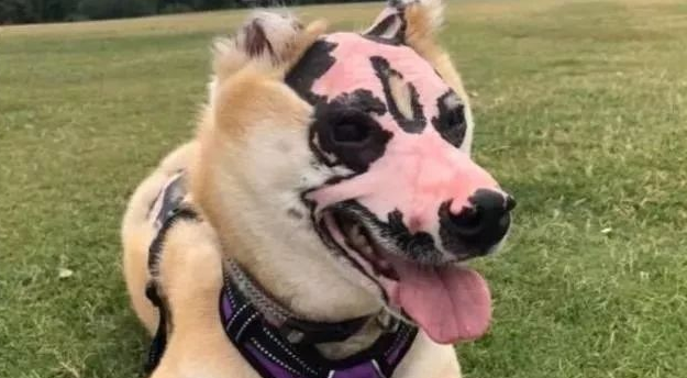 柴犬遭受火灾事故出现意外,遍体鳞伤,今长出了一張戏曲痛苦面具脸!