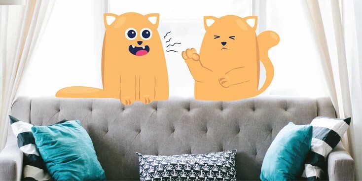 哪些猫科疾病会通过空气传播?