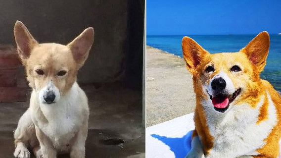 柯基犬在繁殖场被救 幸遇把拔带它旅游看世界