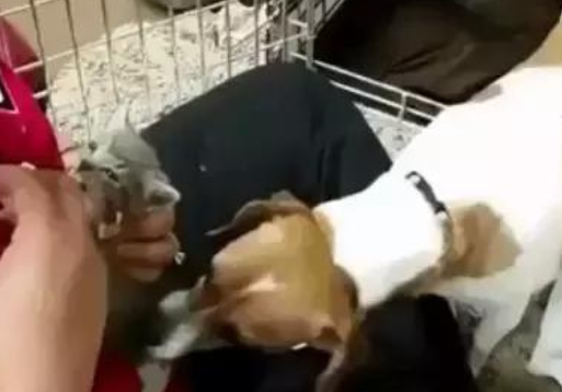 狗狗养了窝小奶猫,还不能给接种疫苗,就想要知道是不是你外边有猫了