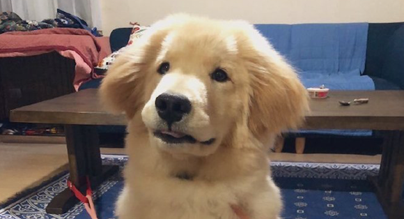 金毛和秋田犬的混血，继承了爸妈的所有优点，看起来太可爱了！