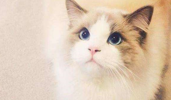 奈贝长毛猫起源 | 之前认识了狗狗，现在认识一下各种漂亮的猫