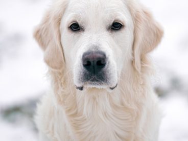 白色帅气金毛犬图片