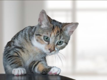 可爱萌宠狸花猫写真图片