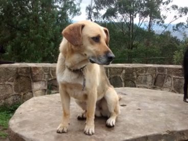 名犬拉布拉多图片