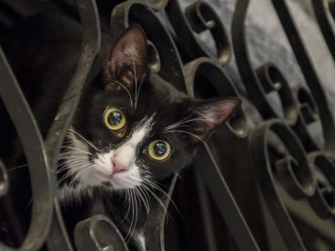 萌萌哒小黑猫图片
