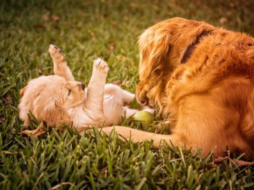 母金毛犬和幼犬图片