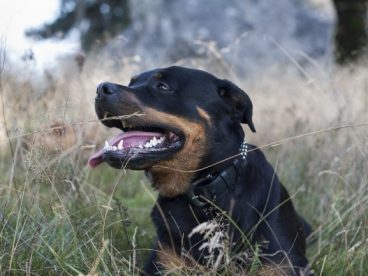 美系罗威纳犬图片