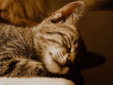 虎斑猫睡觉图片