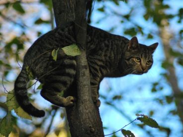 爬树的小猫图片