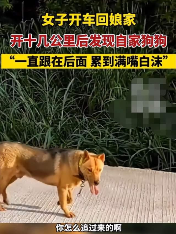 女子开车回娘家，自家狗狗舍不得，竟追出十多公里