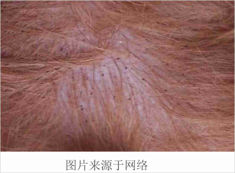 狗狗常见的皮肤病及治疗方法(含狗狗常见皮肤病图片)