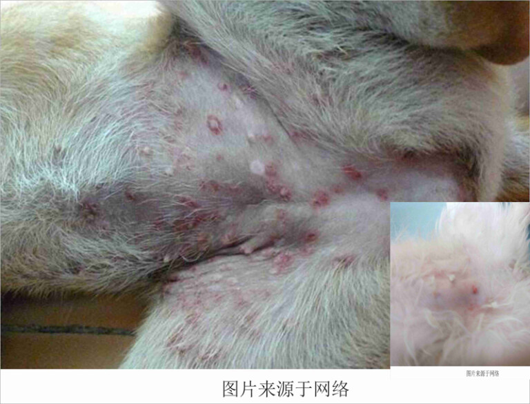 狗狗常见的皮肤病及治疗方法(含狗狗常见皮肤病图片)