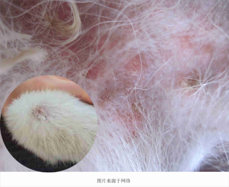 狗狗常见的皮肤病及治疗方法(含狗狗常见皮肤病图片)