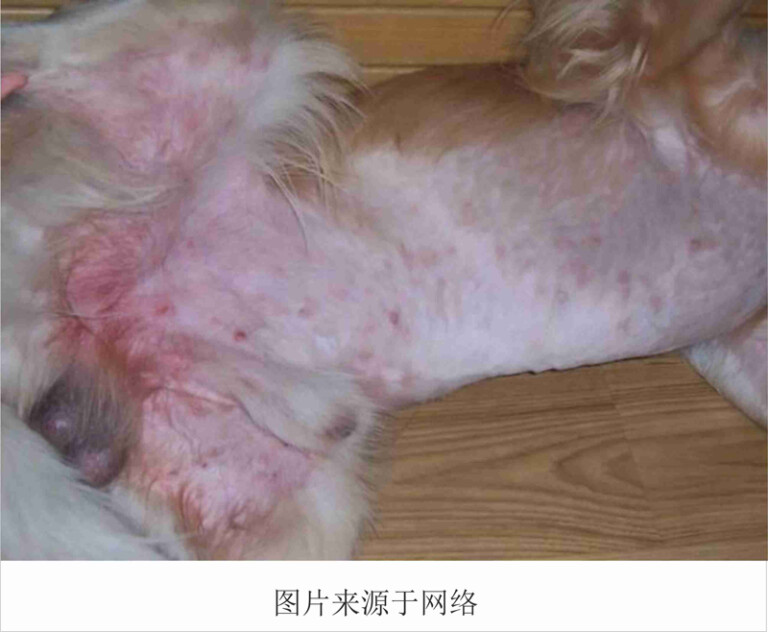 狗狗常见的皮肤病及治疗方法(含狗狗常见皮肤病图片)