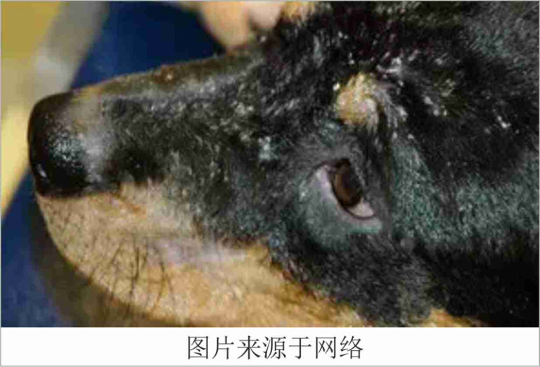 狗狗常见的皮肤病及治疗方法(含狗狗常见皮肤病图片)