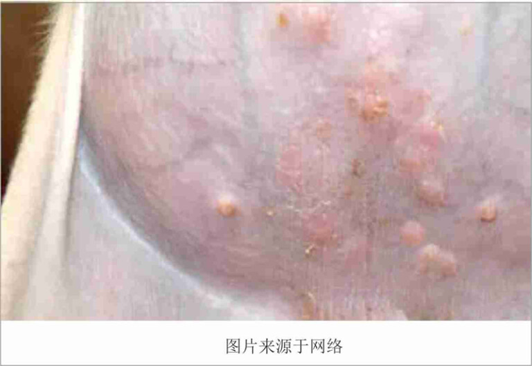 狗狗常见的皮肤病及治疗方法(含狗狗常见皮肤病图片)