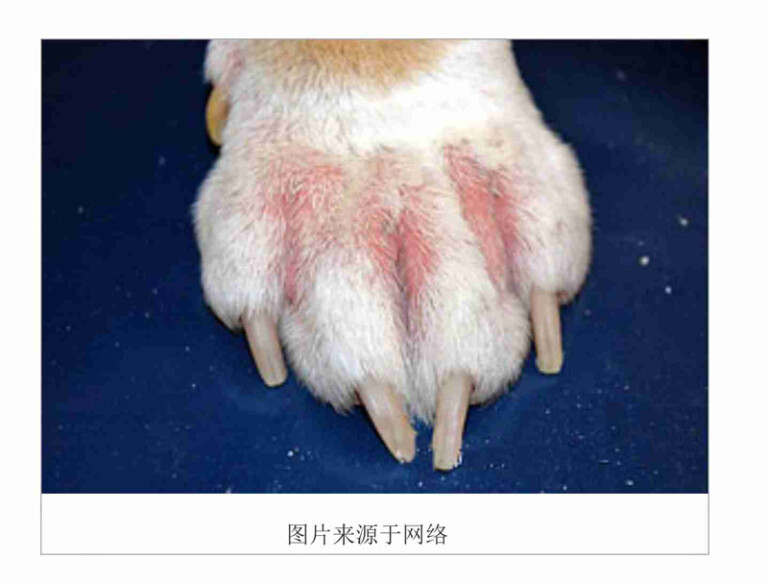 狗狗常见的皮肤病及治疗方法(含狗狗常见皮肤病图片)