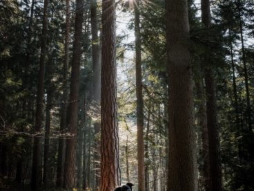 边牧牧羊犬狗狗图片