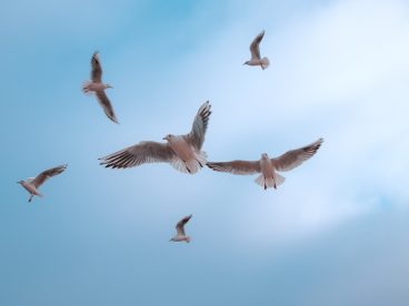 高空自由飞翔的海鸥图片