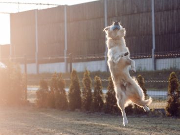 金毛猎犬高跳图片