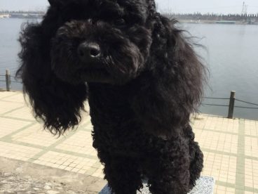 泰迪 阳光明媚，和麻麻出来晒太阳啦