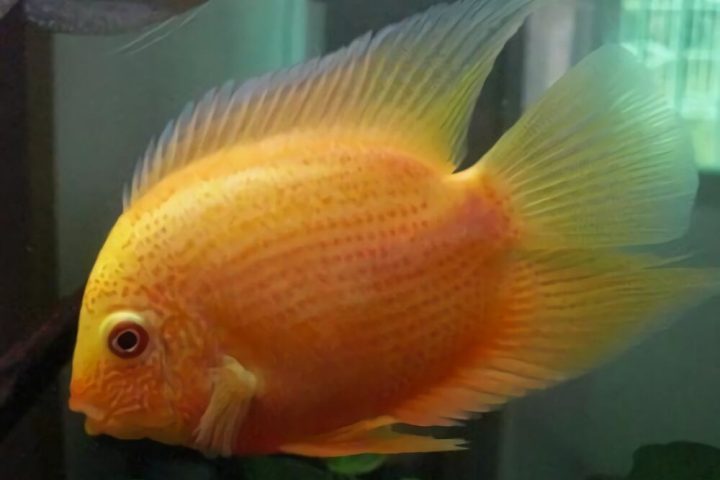 金菠萝鱼身份信息