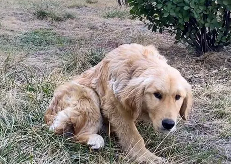 被主人打断腿自生自灭的金毛犬，历经一年，彻底改变