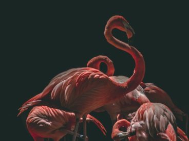 红色火烈鸟群图片