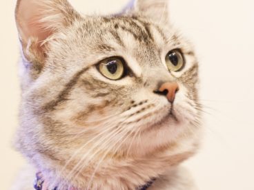 可爱猫咪萌宠图片