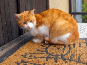 宠物家猫图片