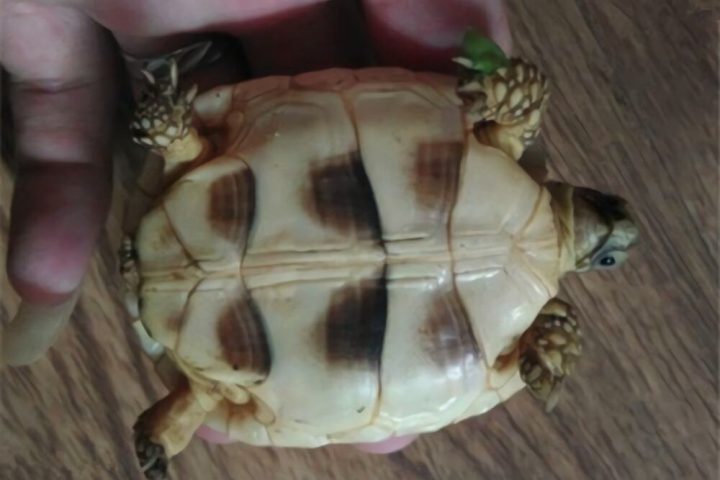 缘翘陆龟身份信息