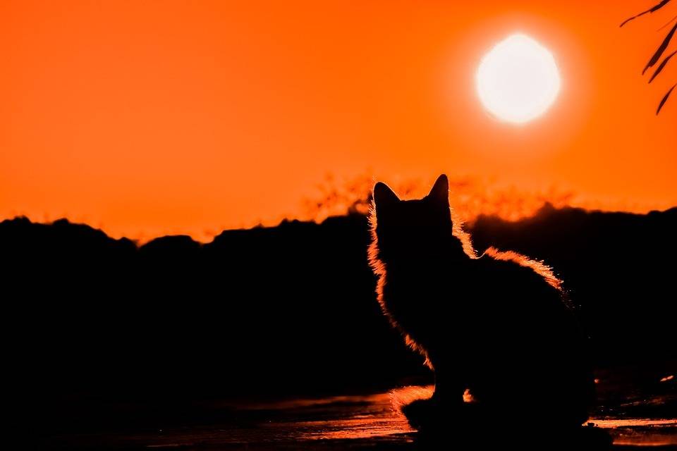 日落中的猫